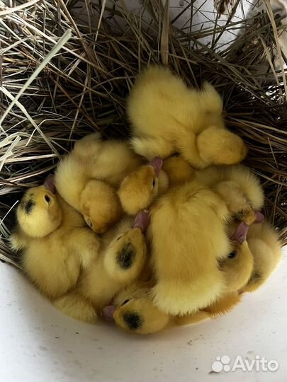 Утенок индоутка