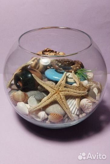 Сухой аквариум ракушки