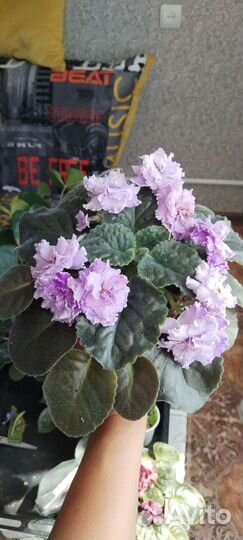 Сортовые фиалки