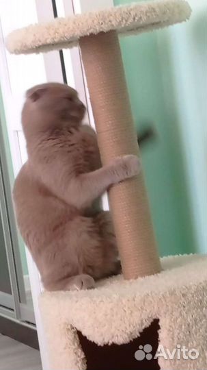 Кот британец вислоухий