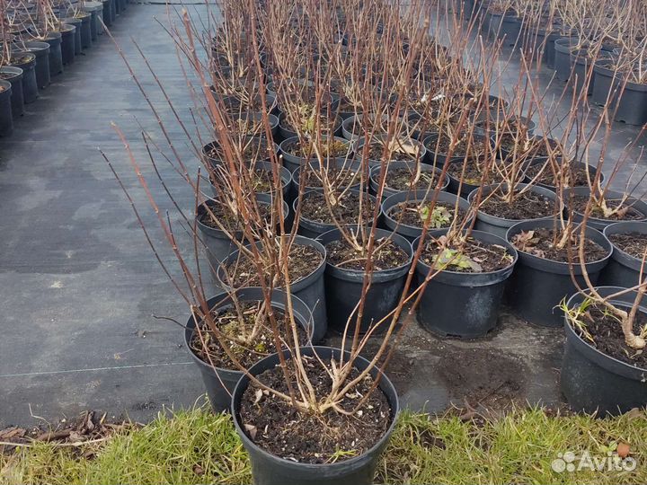 Гортензия метельчатая в ассортименте