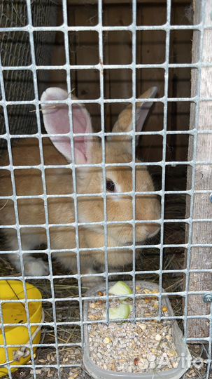 Продам мясо кролика