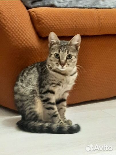 Кошка бесплатно