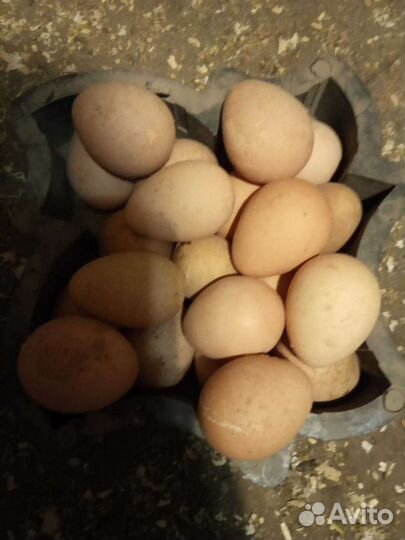 Цесариное яйцо