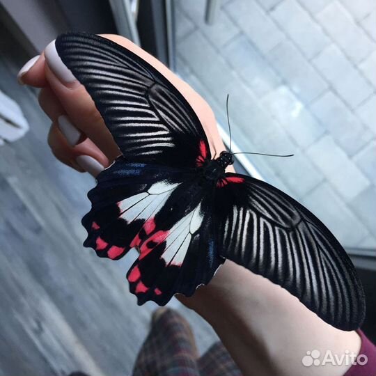 Живые тропические бабочки prepona omphale т/б-2