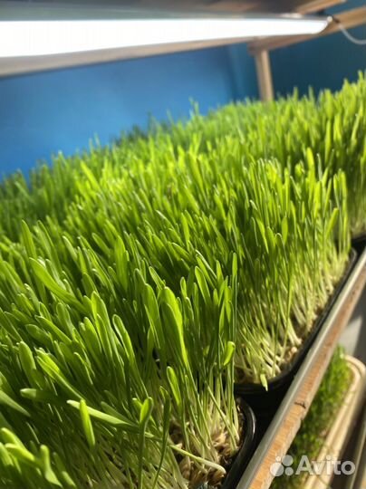 Сок ячменя для укрепления костей