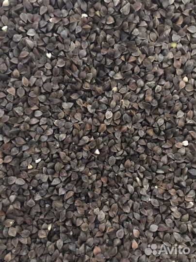 Гречиха семена, Медоносы Сидераты