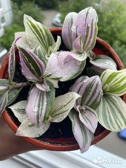 Фикус антуриум Замиокулькас спатифиллюм