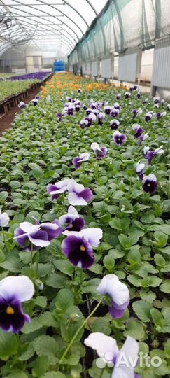 Рассада виола