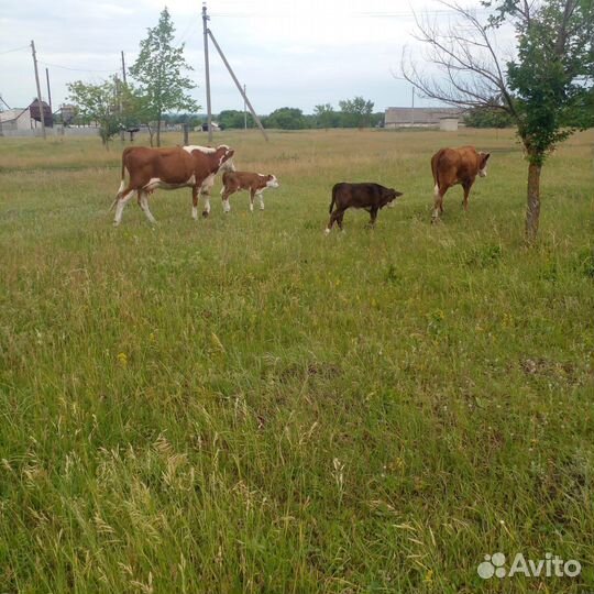 Телки с бычками