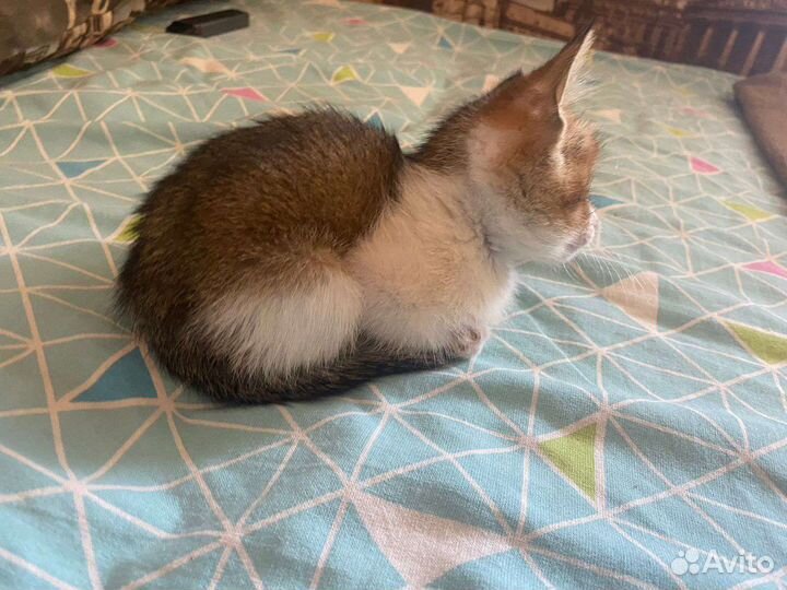 Кошки в добрые руки бесплатно