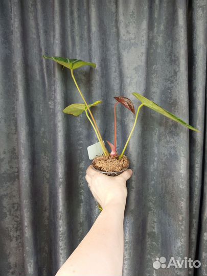 Антуриум Кристаллинум