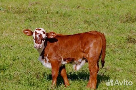 Здоровые телята