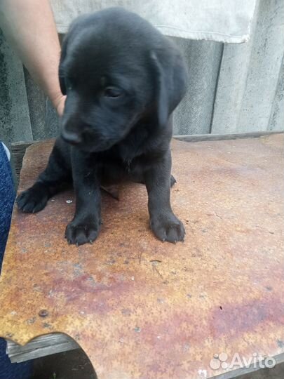 Щенок лобрадора