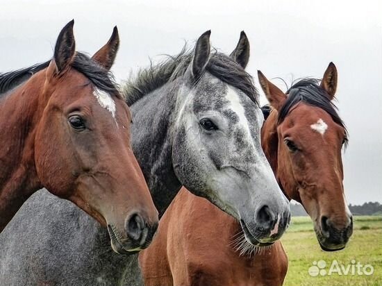 Продам Лошадей