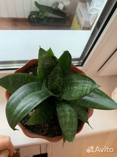 Сансевиерия Хана