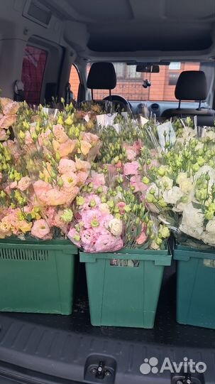 Эустома в наличии