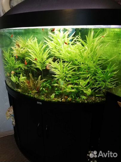 Аквариум juwe Trigon 350 черный