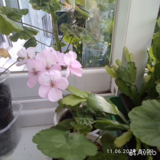 Комнатные растения