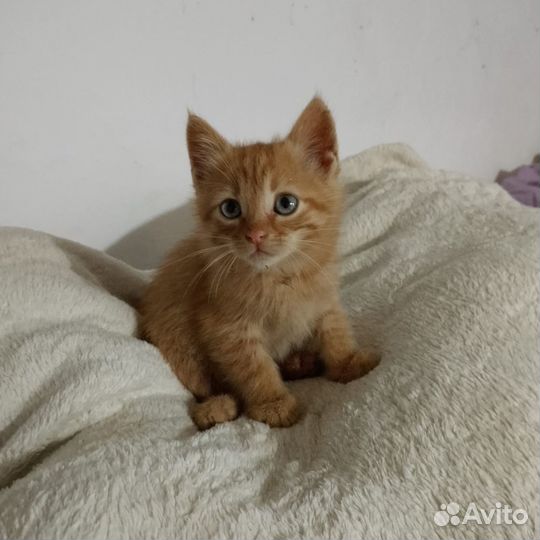 Шикарные котята