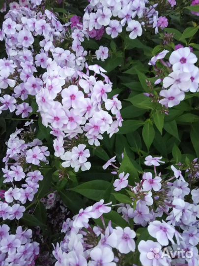 Цветы флоксы