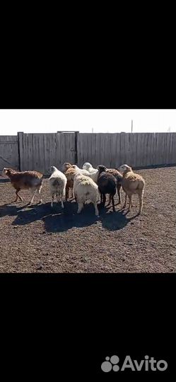 Овцы, бараны, ягнята