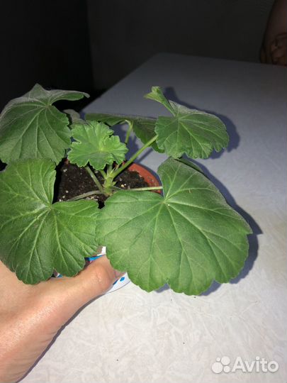 Пеларгония герань Селеста Джулия