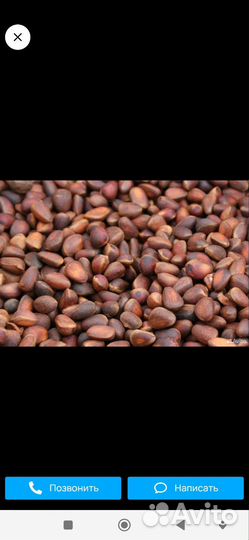 Продаю кедровый орех