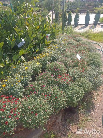 Хризантема в ассортименте