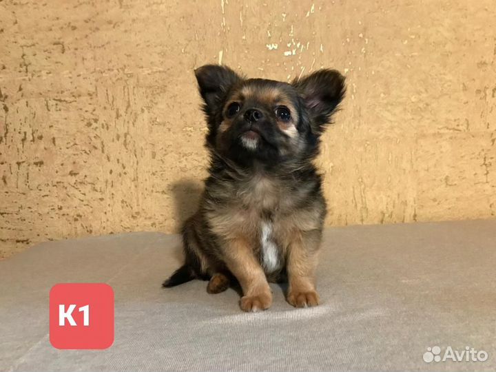 Щенки чихуахуа