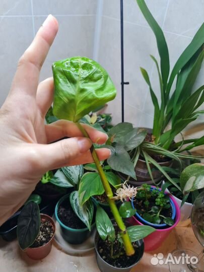 Монстера пиннатипартита