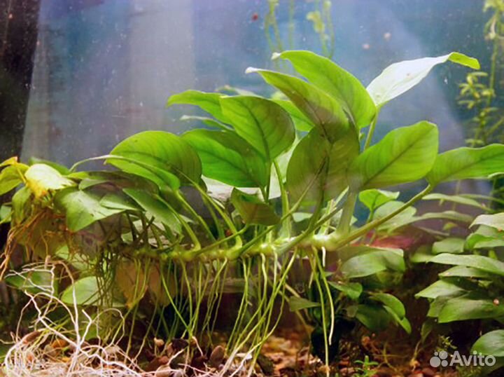 Аквариумное растение 