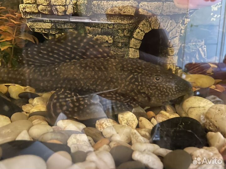 2 сома птеригоплихт