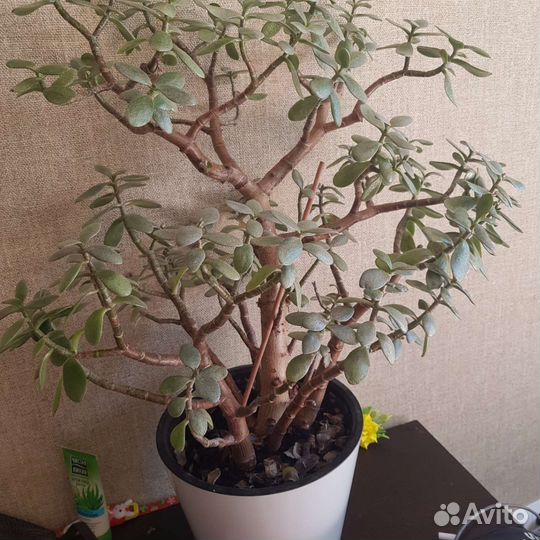 Крассула толстянка