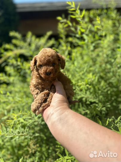 Щенки той пуделя мальчики