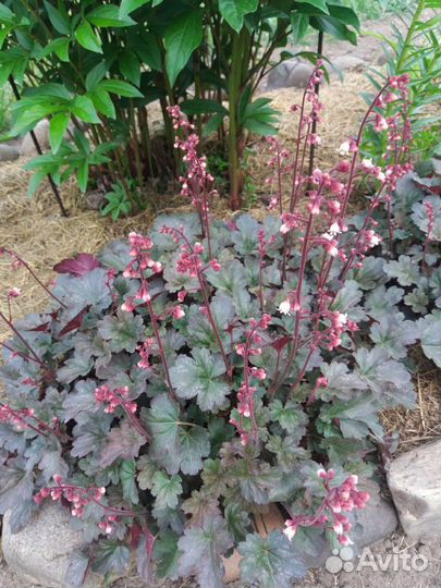 Гейхера (многолетник)