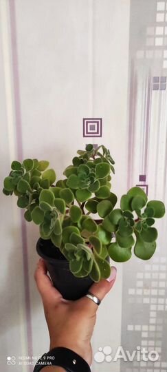 Аихризон или дерево любви