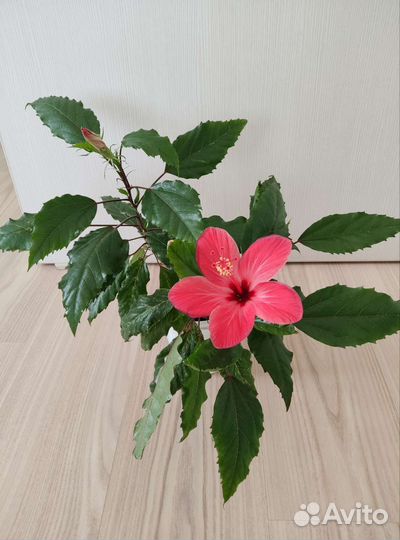 Роза комнатная (Гибискус)