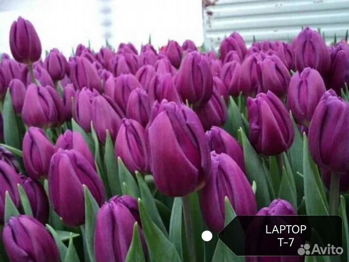 Луковицы тюльпанов