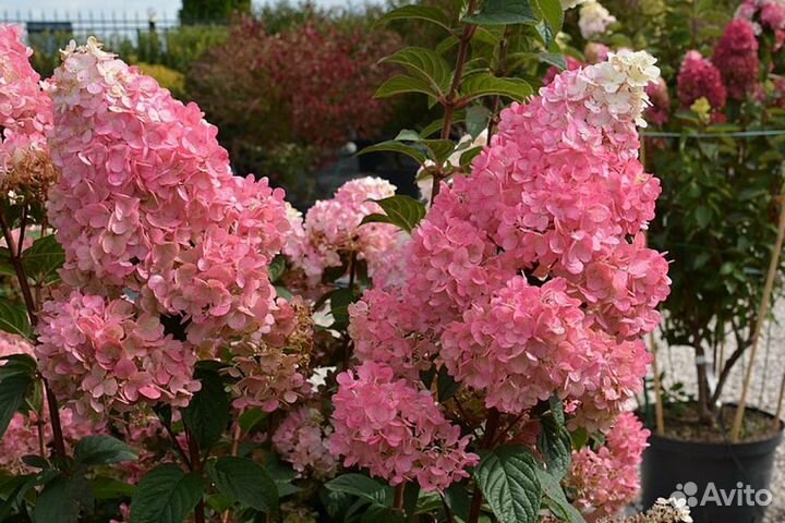 Гортензия Сандей Фрайз