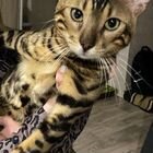 Бенгальский кот, вязка