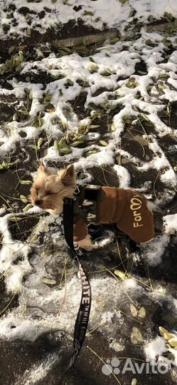 Одежда для маленькой собачки