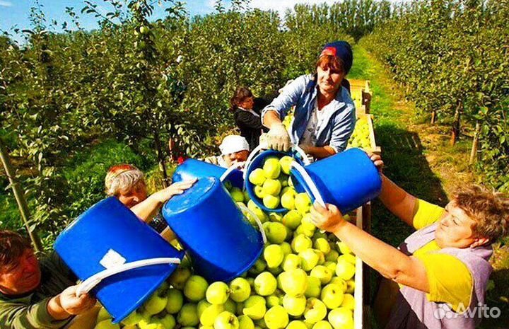 Разнорабочий по сборке яблок в саду. Вахта