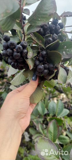 Черноплодная рябина ягоды