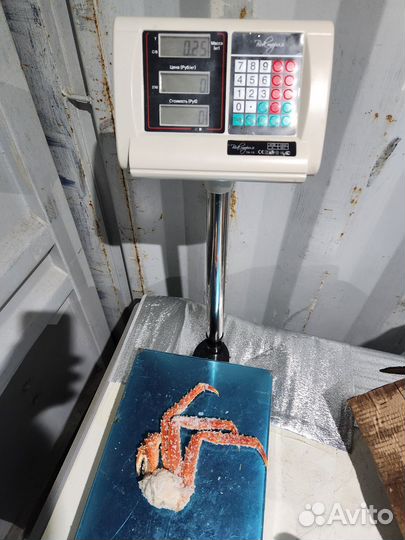 Камчатский краб размер S