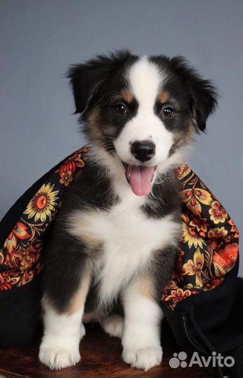 Щенки аусси, австралийская овчарка