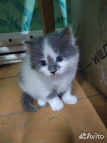 Котята в добрые руки бесплатно