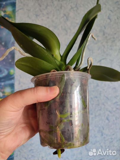 Орхидея фаленопсис Пират Пикоти