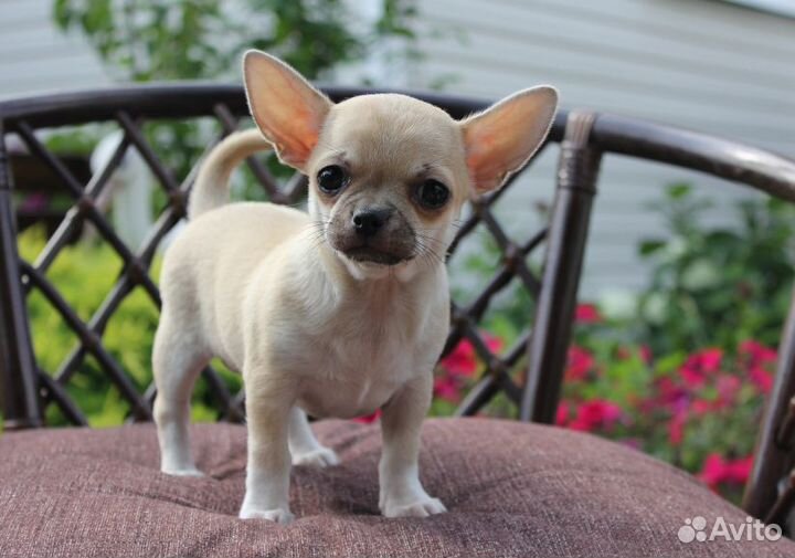 Щенки чихуахуа из Хэппи Бэнд