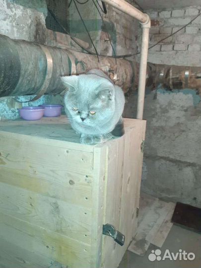 Найден котенок на кочубея георгиевск